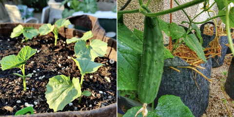 Grow Cucumbers in Root Pouch