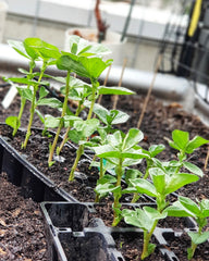 Pea seedlings