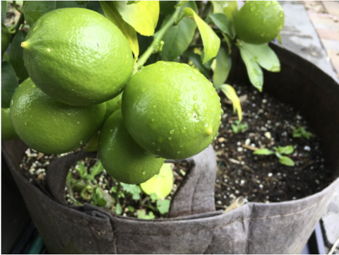 Lemon Tree in Root Pouch Grow bag