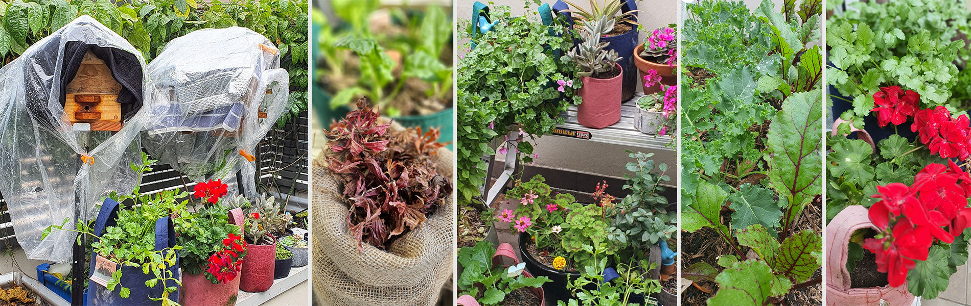 My Winter Balcony Garden