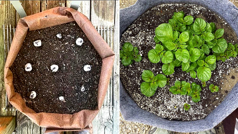 Plant Potatoes in Root Pouch Grow Bags