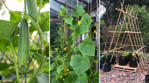 How to Grow Cucumbers in a Pot