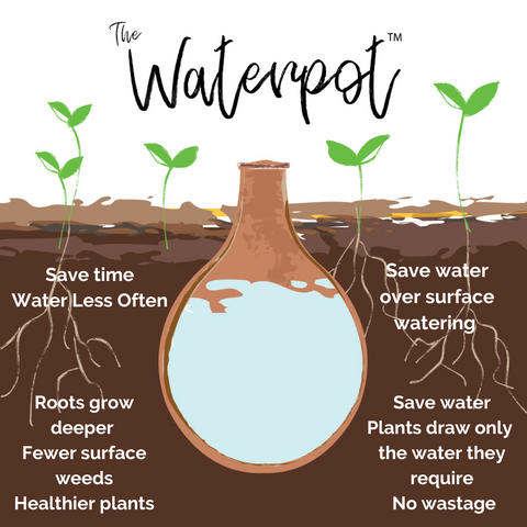 How a Waterpot Olla works