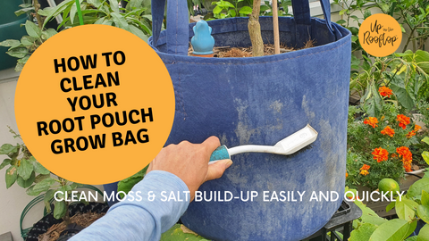 How to Clean Your Root Pouch Grow Bags