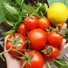 How to grow tomatoes in a small space