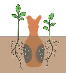 Olla filled with water and buried in ground irrigates surrounding plants