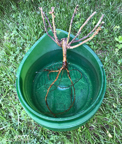 Bare Root Rose preparation