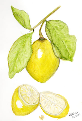A drawing of a lemon using colored pencil and watercolor