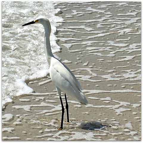 Love watching birds on the beach! | DivineNY.com
