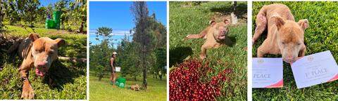 collage of pics of Hazel the dog working in the coffee orchard