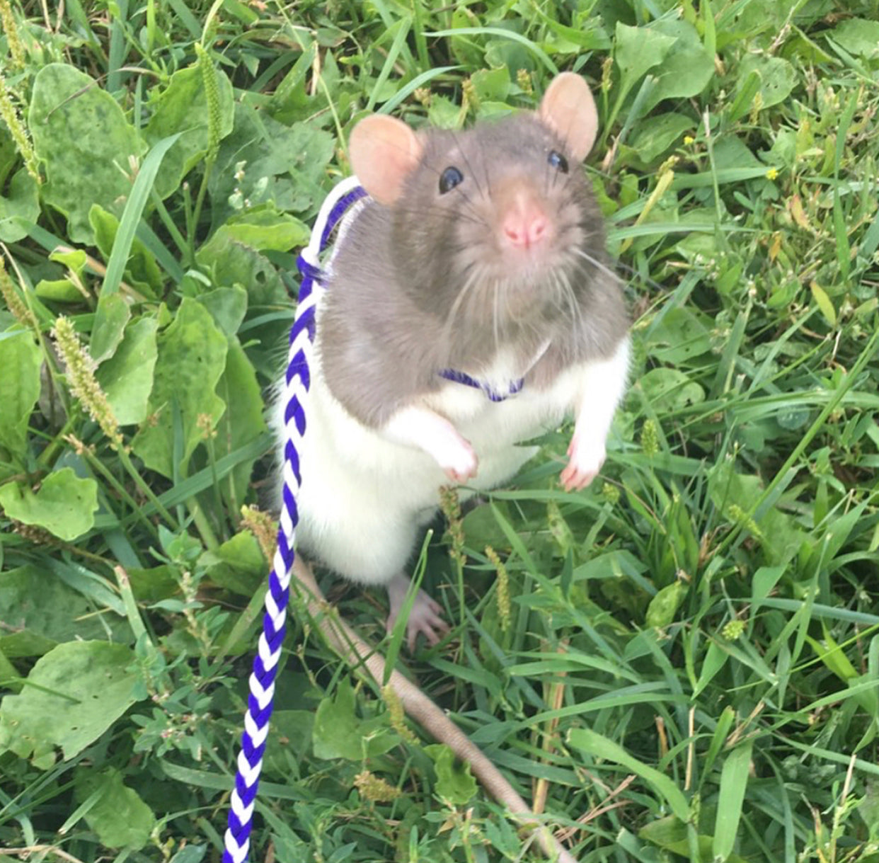 rats on leashes