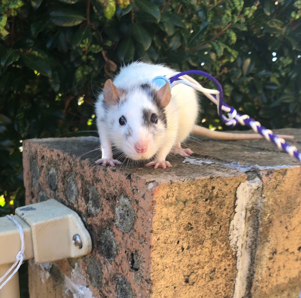 rats on leashes