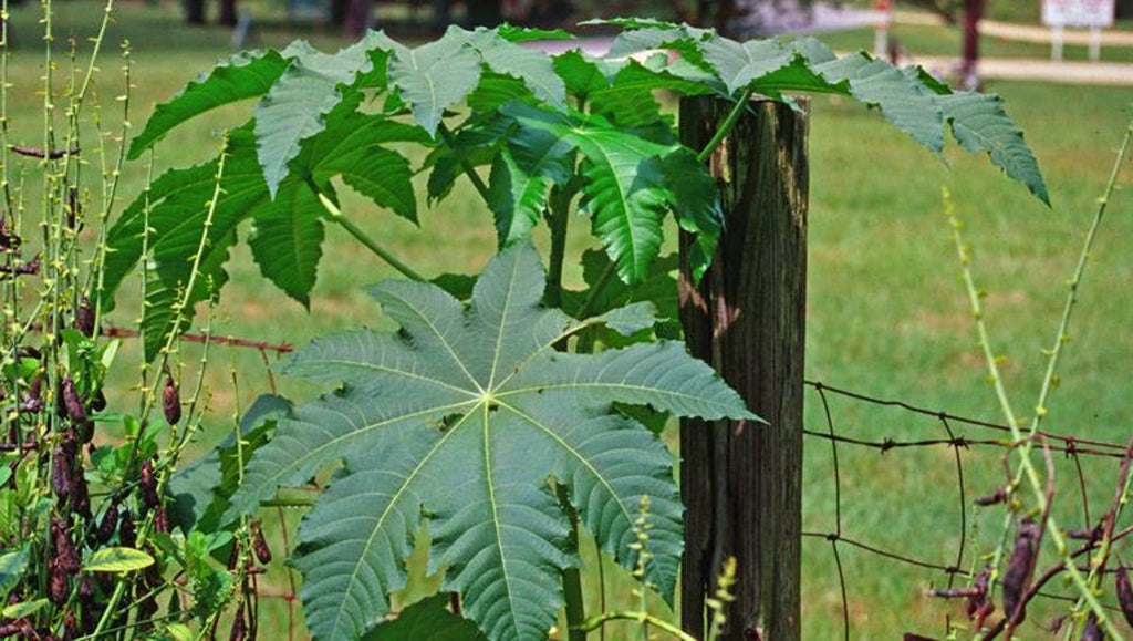 Castor Bean Castor Oil