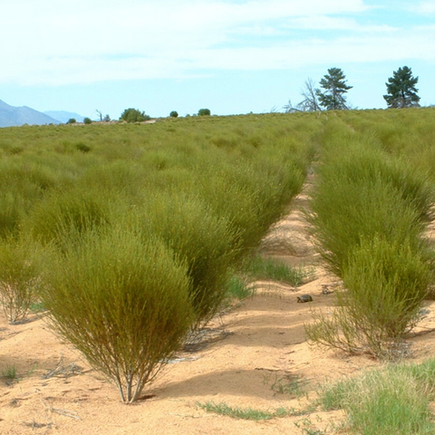 Organic Green Rooibos