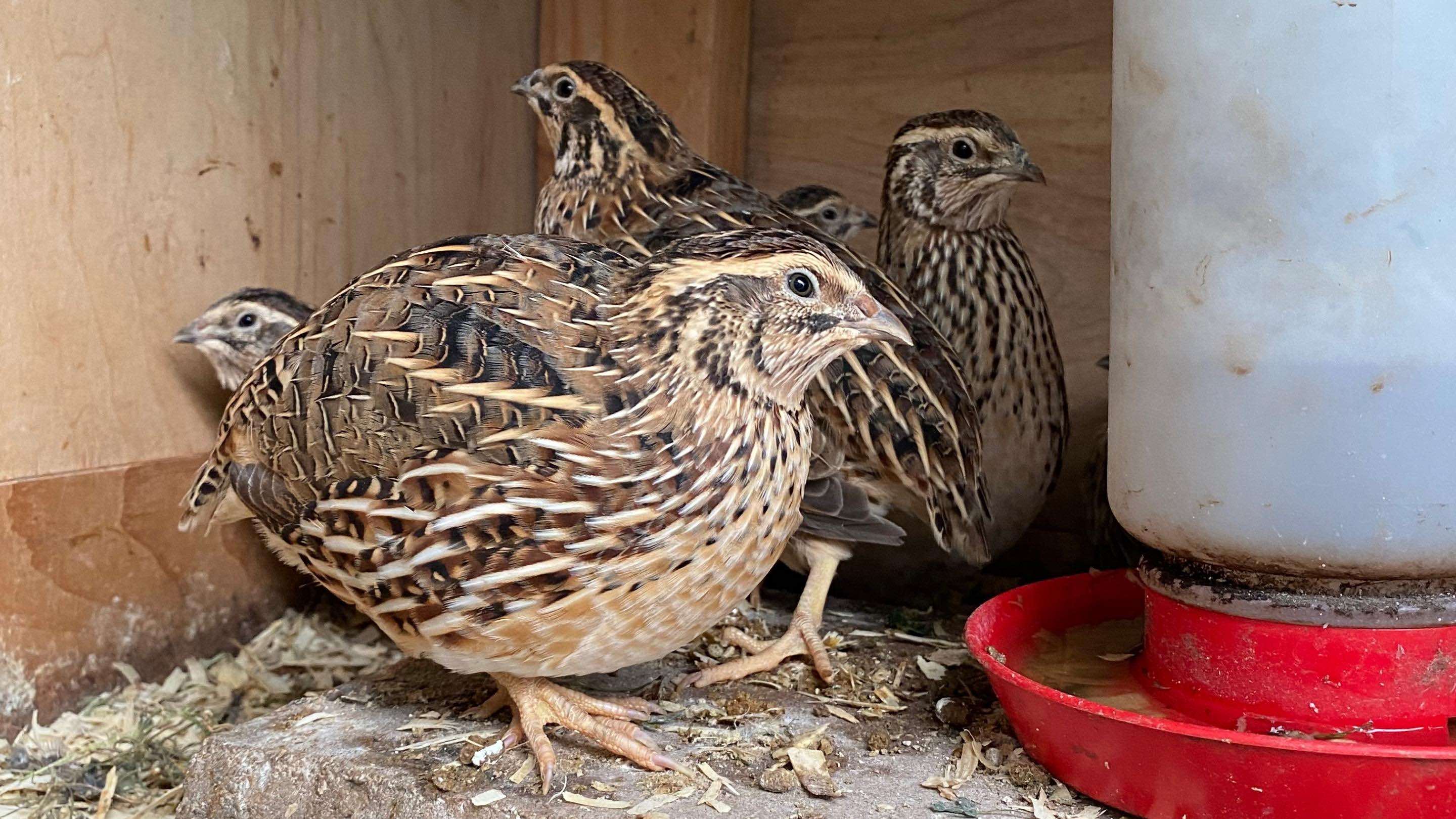 Quail Hatching Time LLC