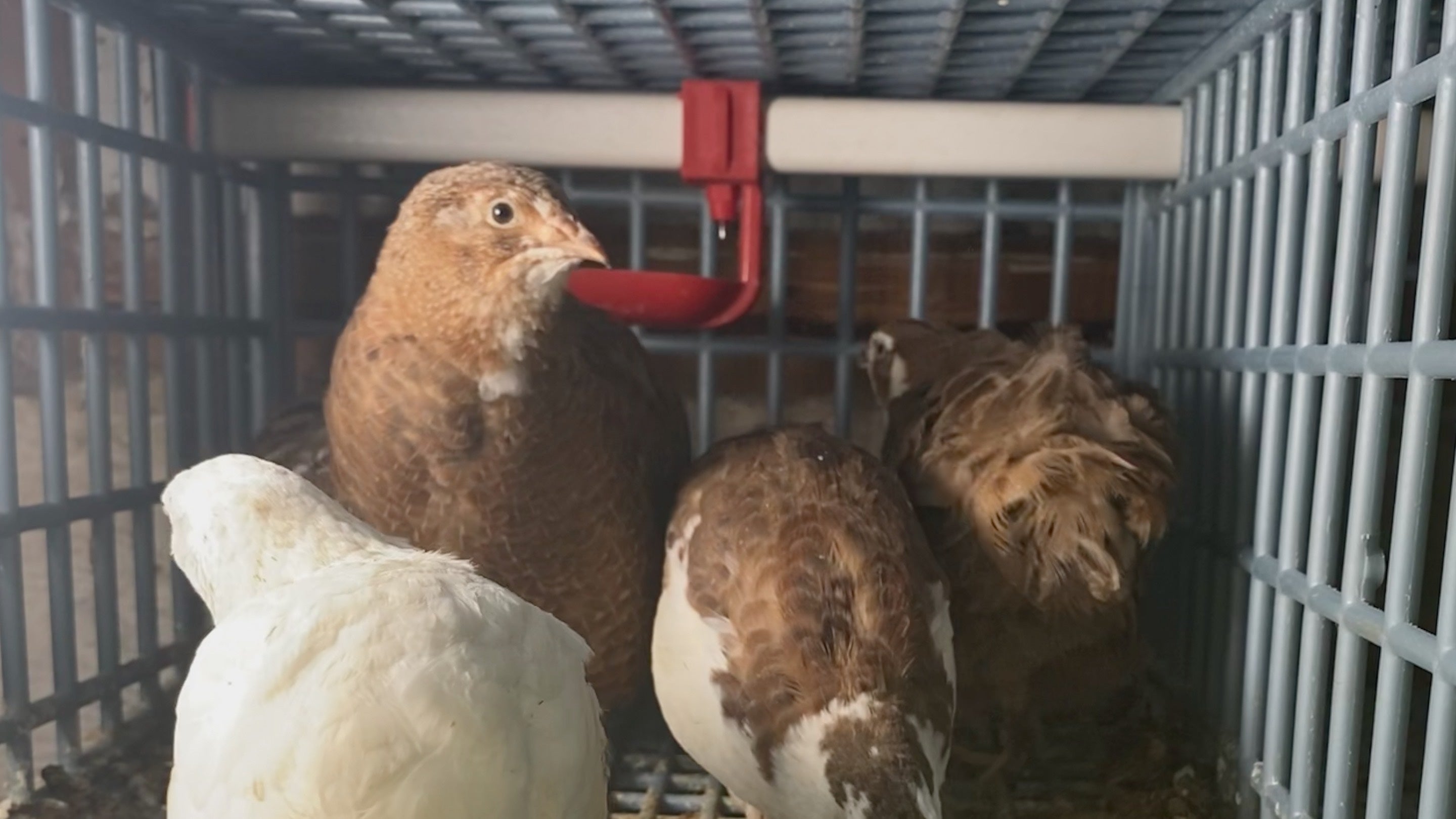 Automatic Poultry Waterer Quail