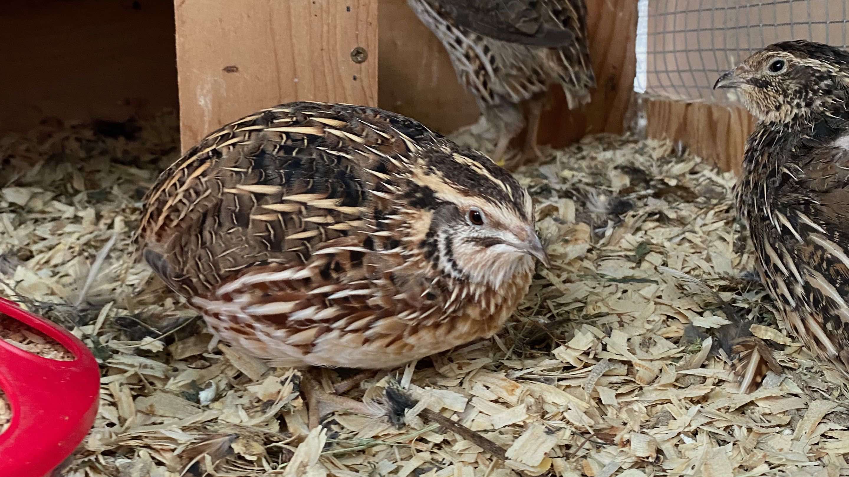 Coturnix Quail HatchingTime