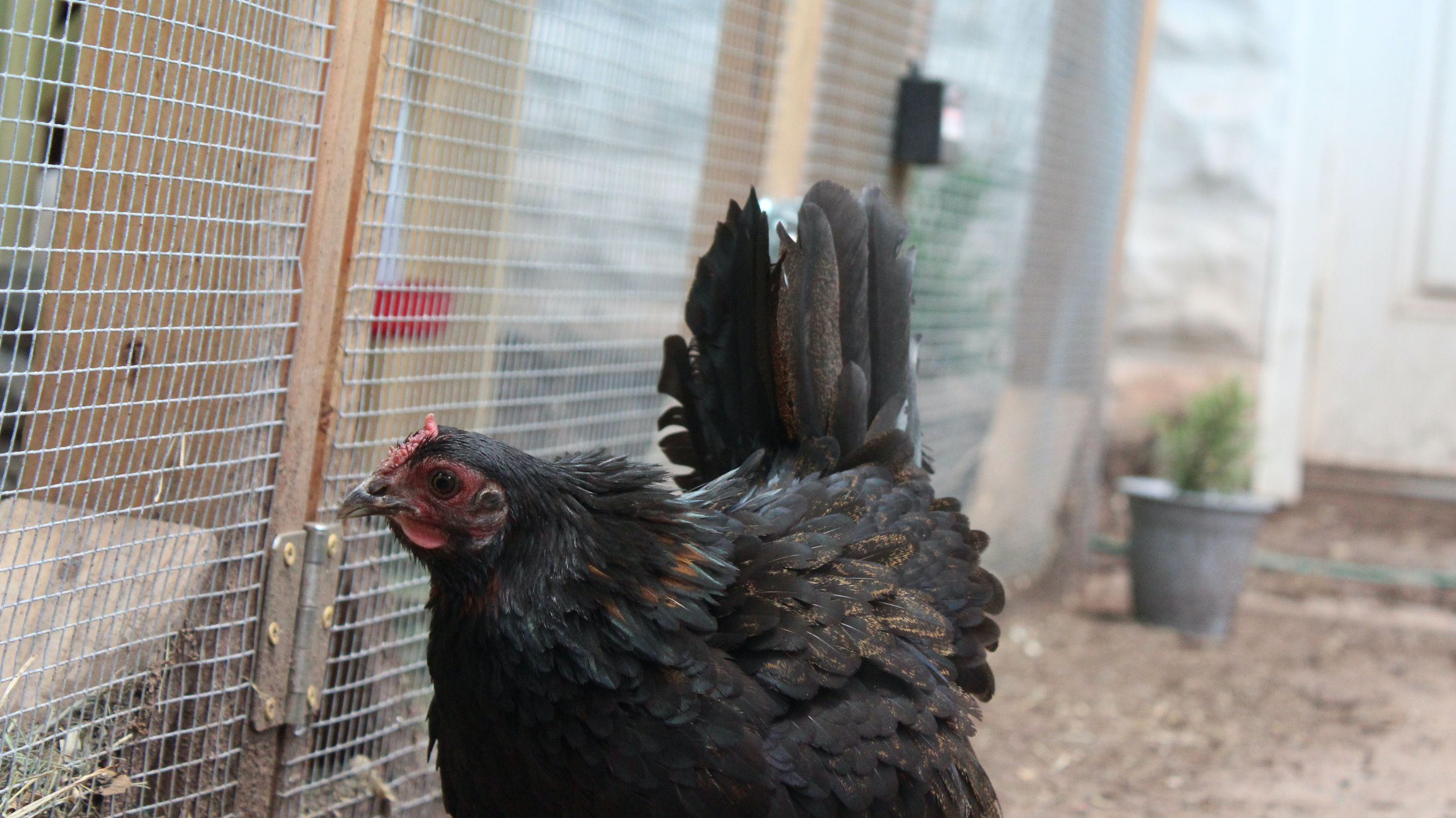 American Game Fowl Hen Broody Behavior