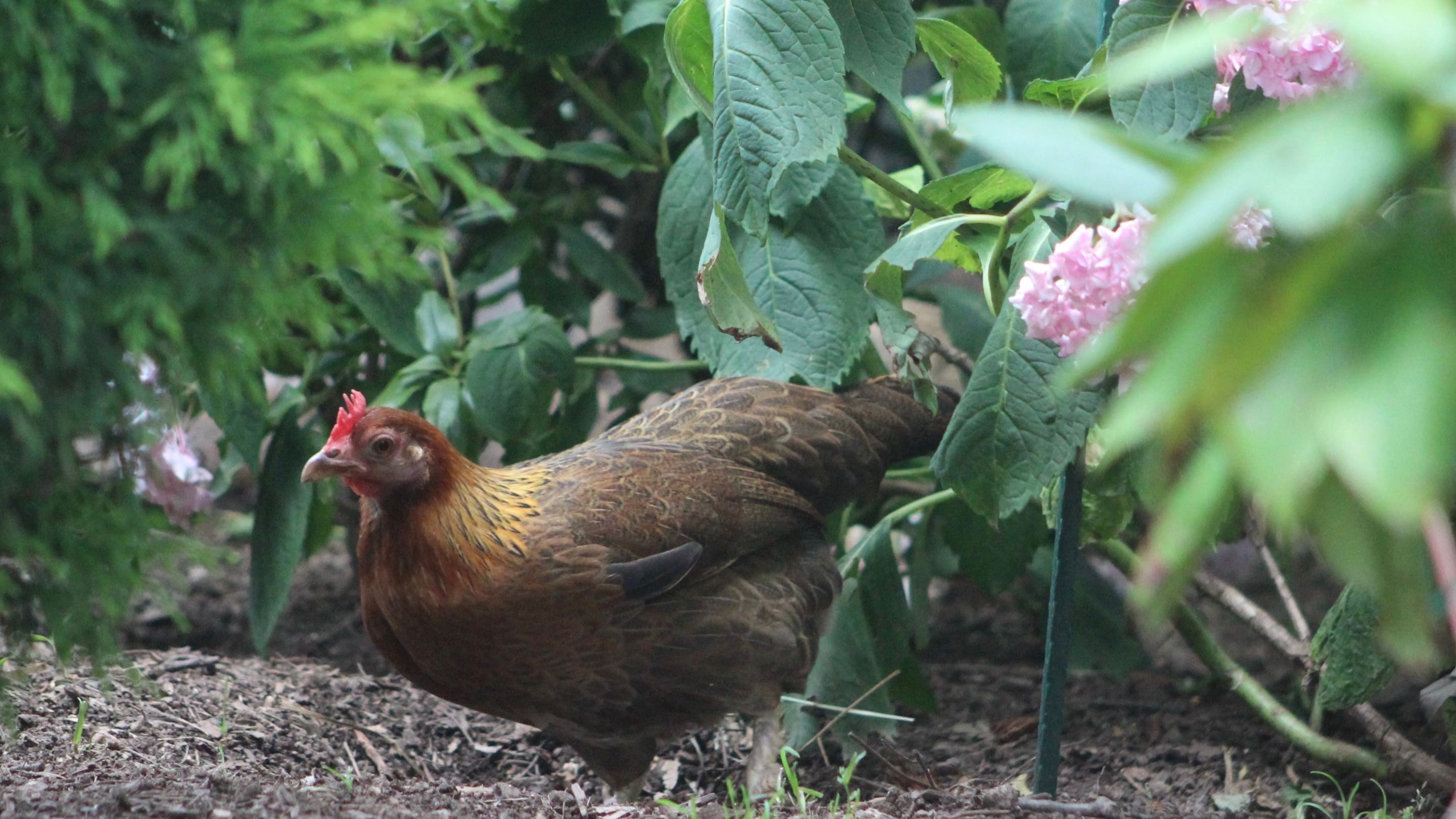 Keeping Chickens Cool