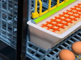 Chicken Eggs In Roll Out Trays - Hatching Time