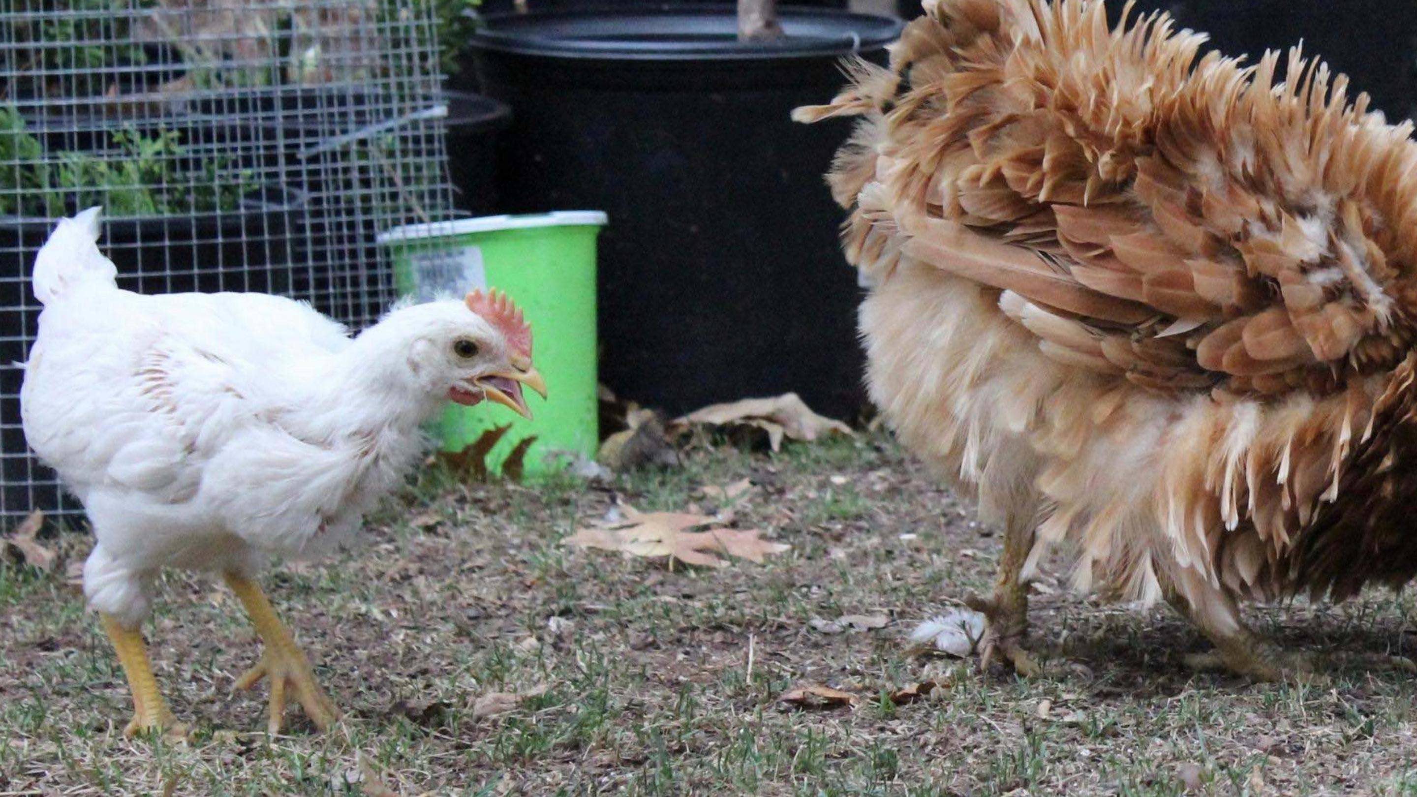 White Leghorn Chicken