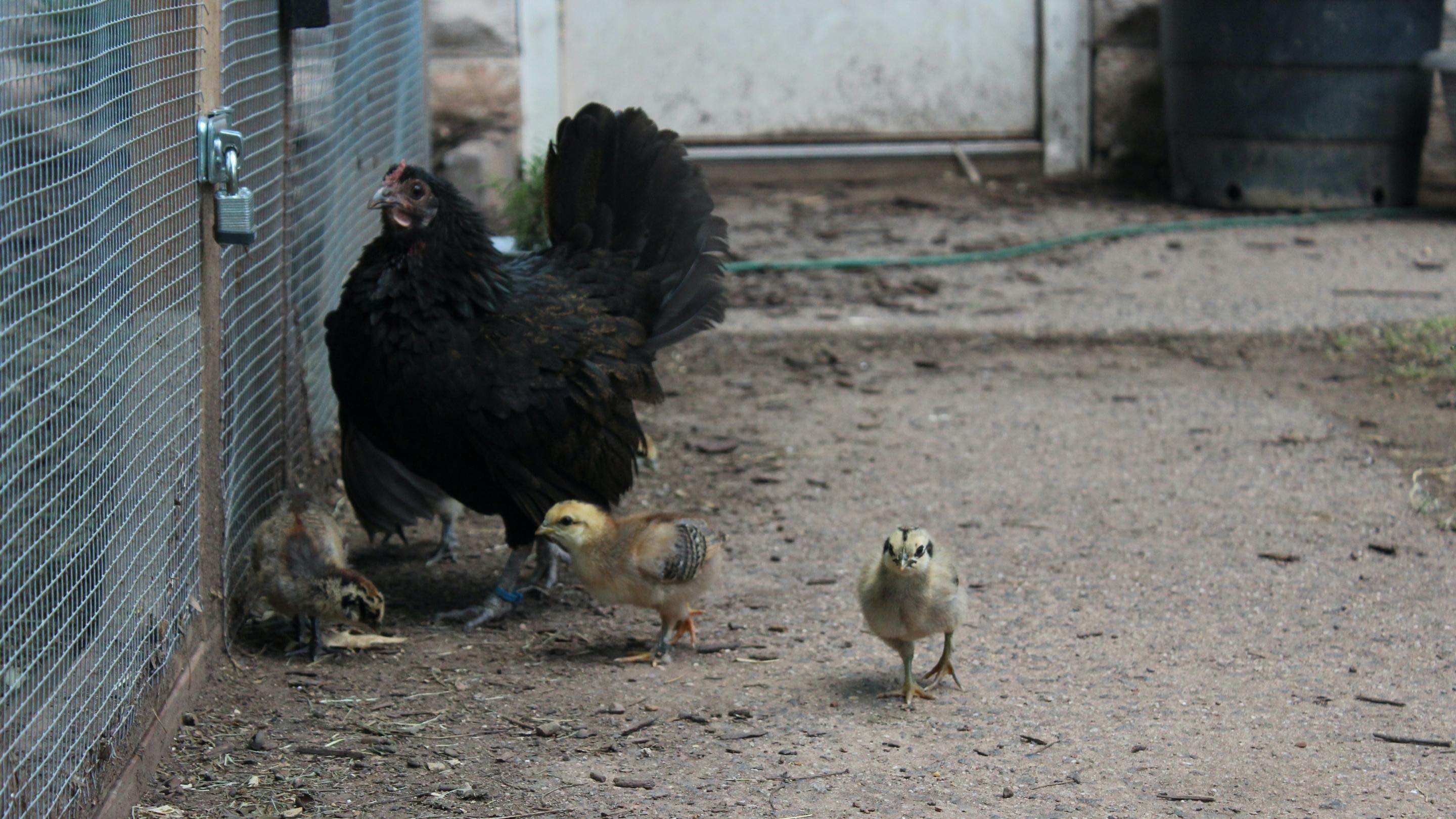 Hen with Chicks