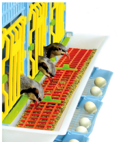 Partridge Using Smart Feeding To Save On Feed Loss - Hatching Time