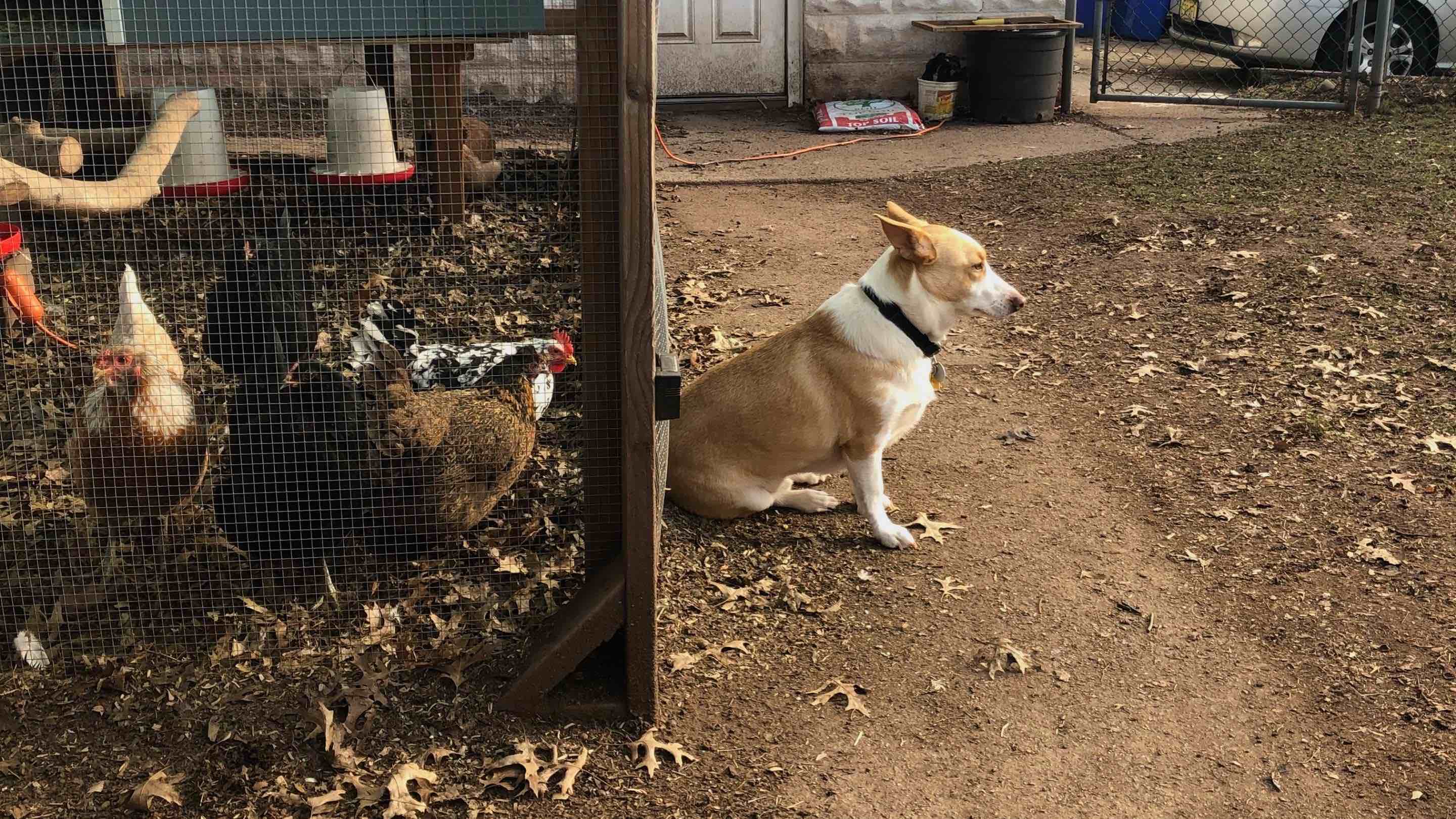 Livestock Guardian Dog