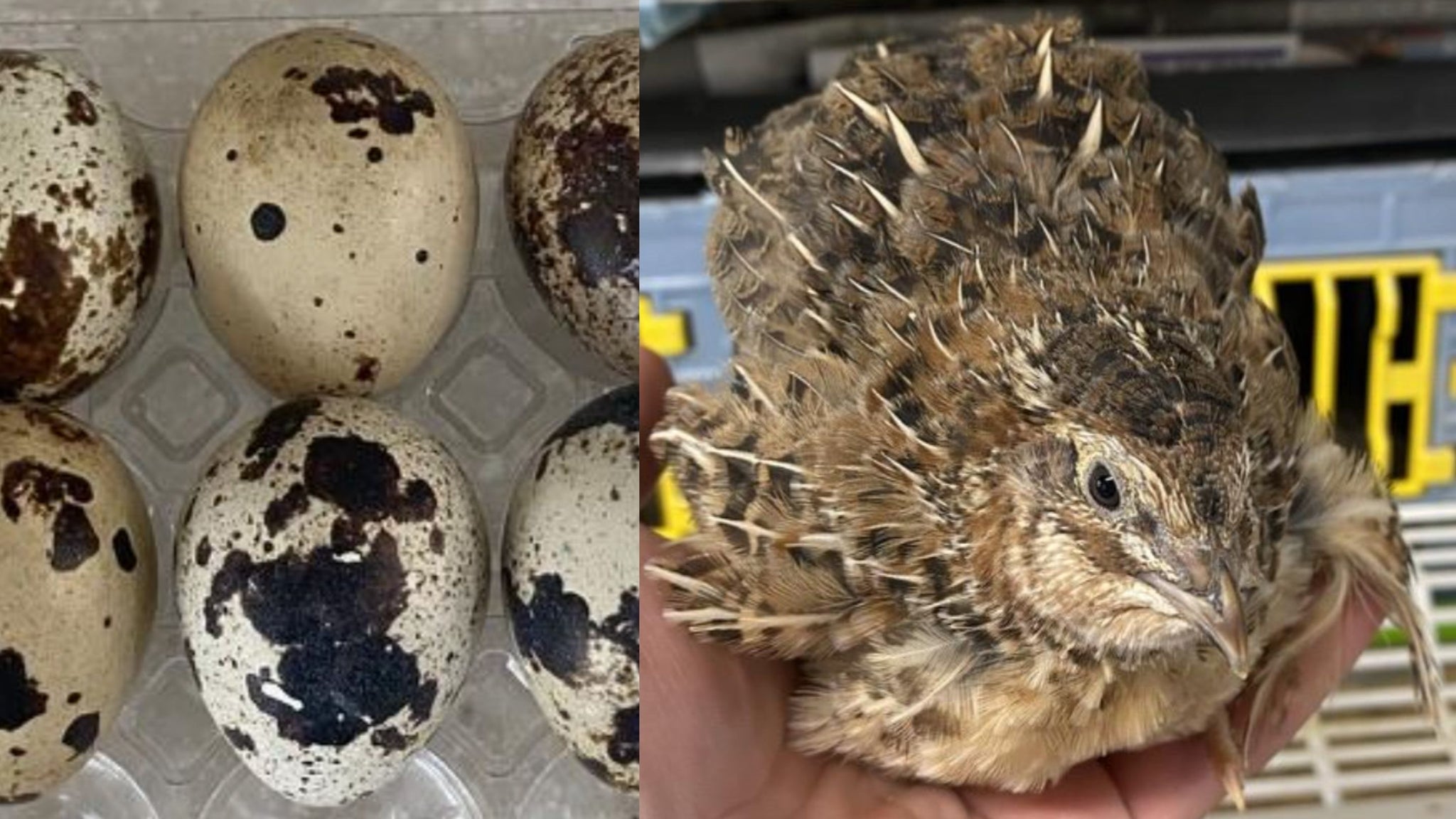 Coturnix Quail and Eggs