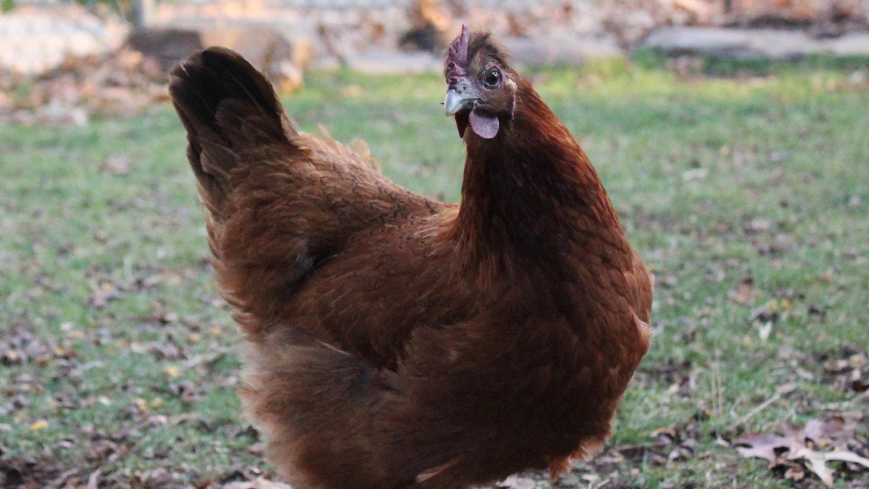 Hatching Time. Brown chicken in forefront looking at the camera quizzically. Background shows grass.