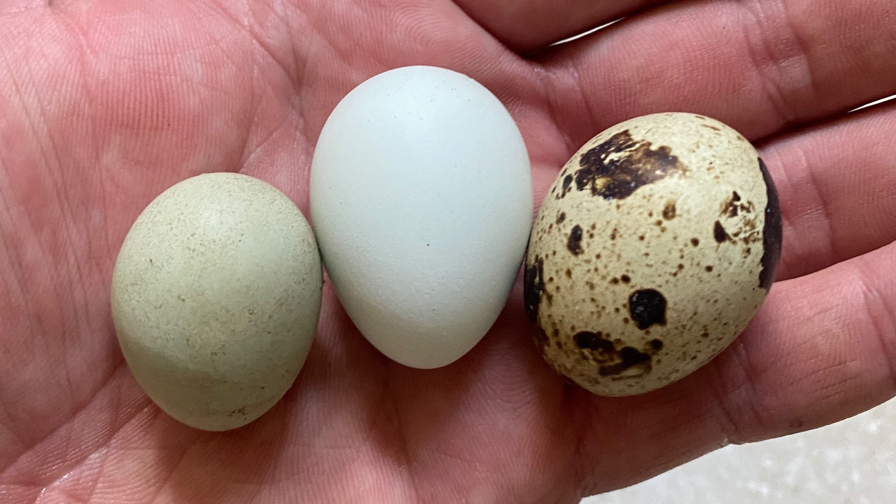 Different colored Coturnix Quail eggs