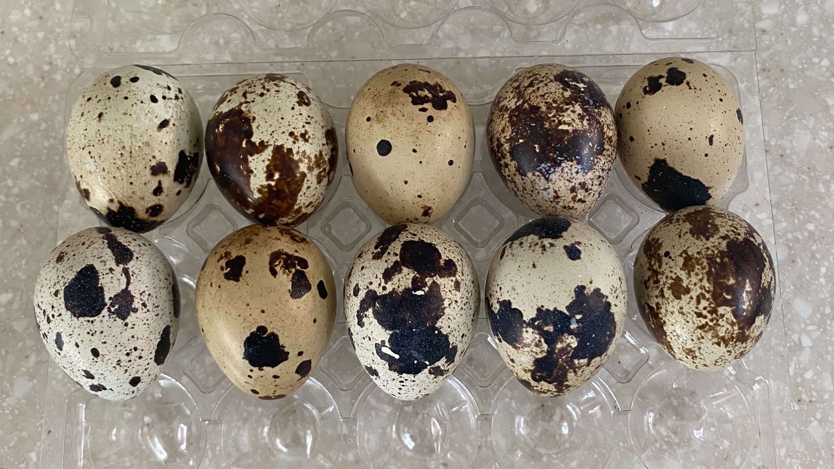 Coturnix Quail Eggs