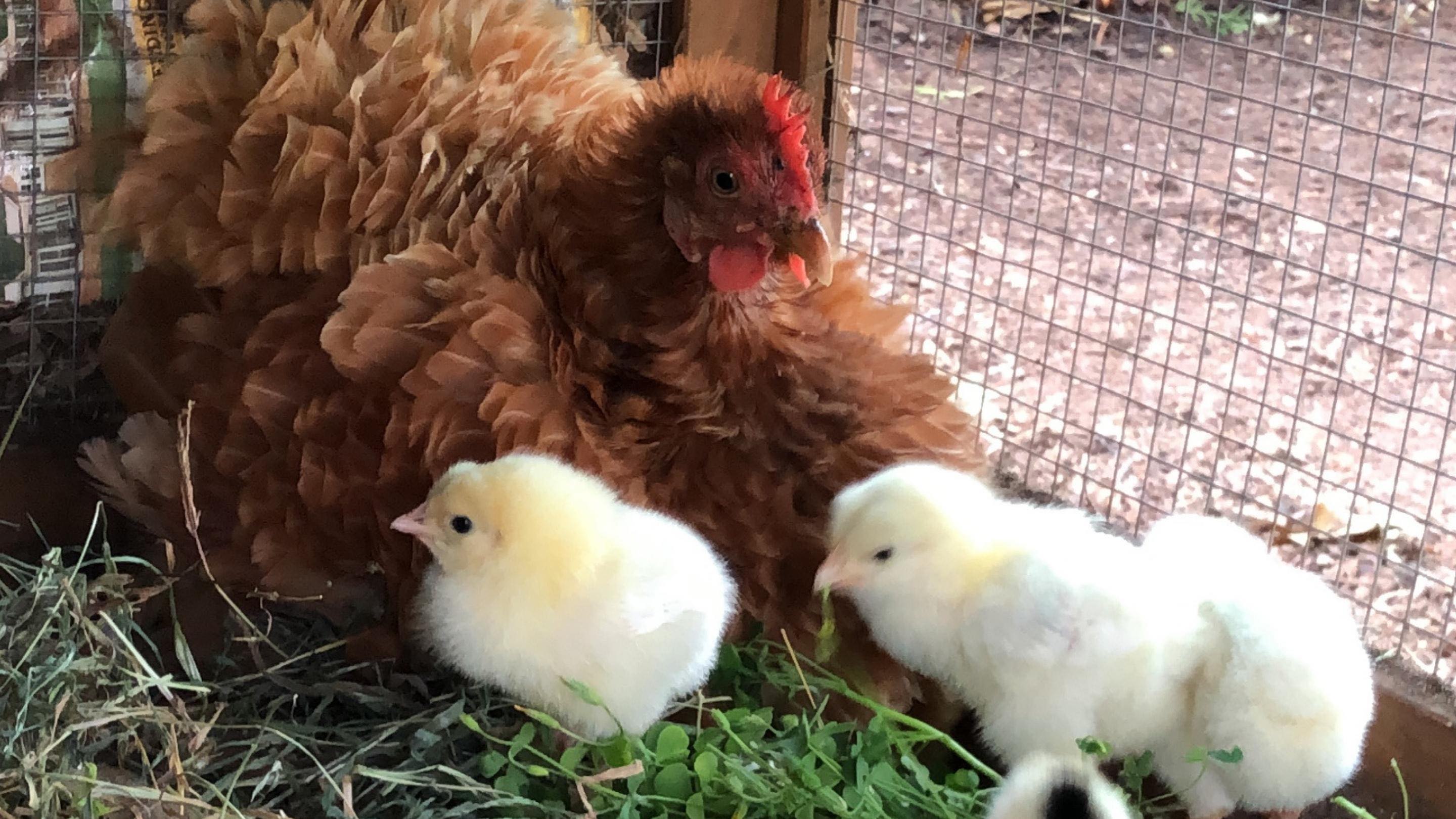 Hen with Chicks