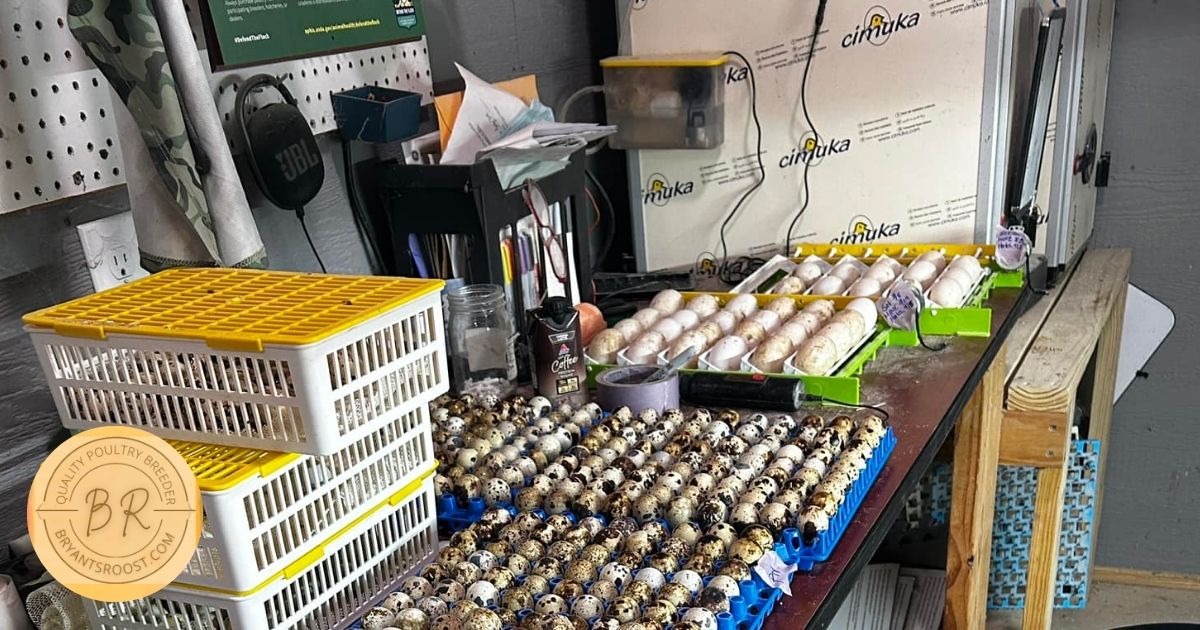 Setting Quail Eggs in Cabinet Incubator