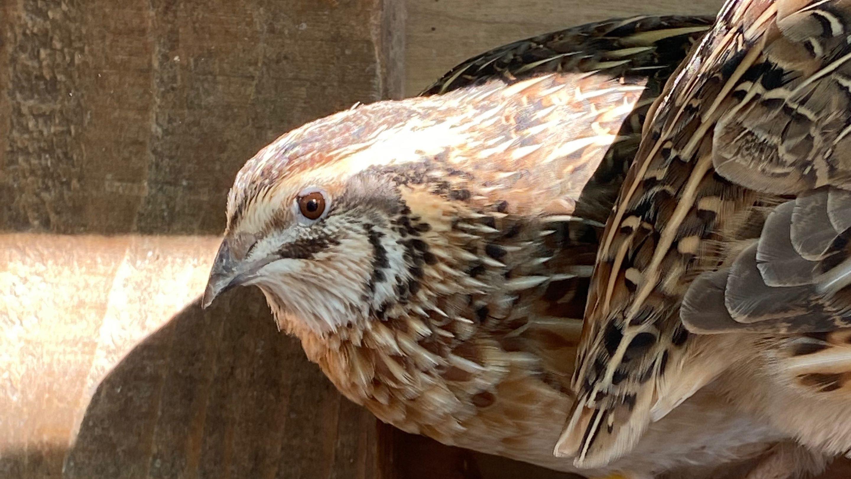 Coturnix Quail Male