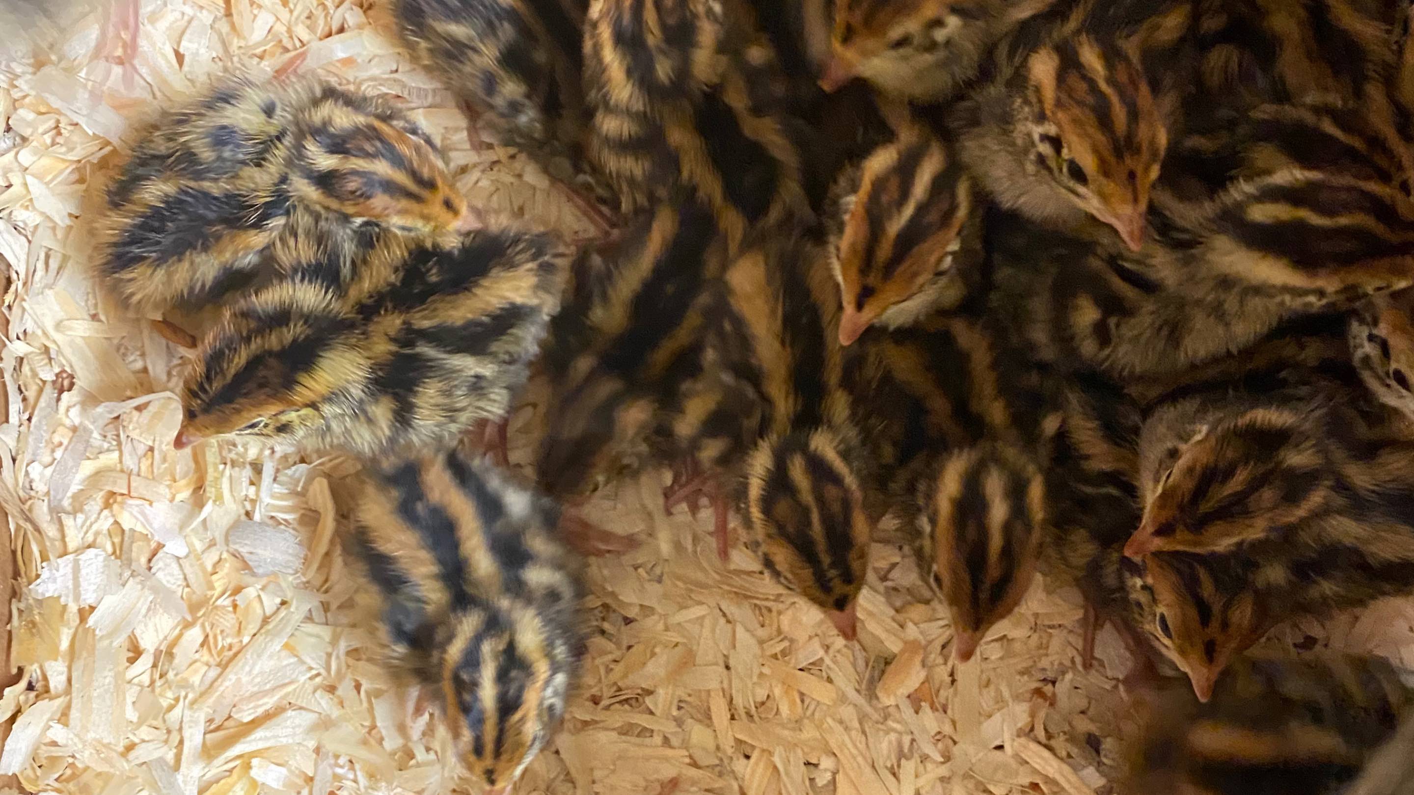 Quail Chicks