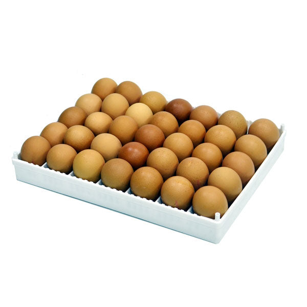 100 Count Chick Basket for Newborn Transport - Hatching Time