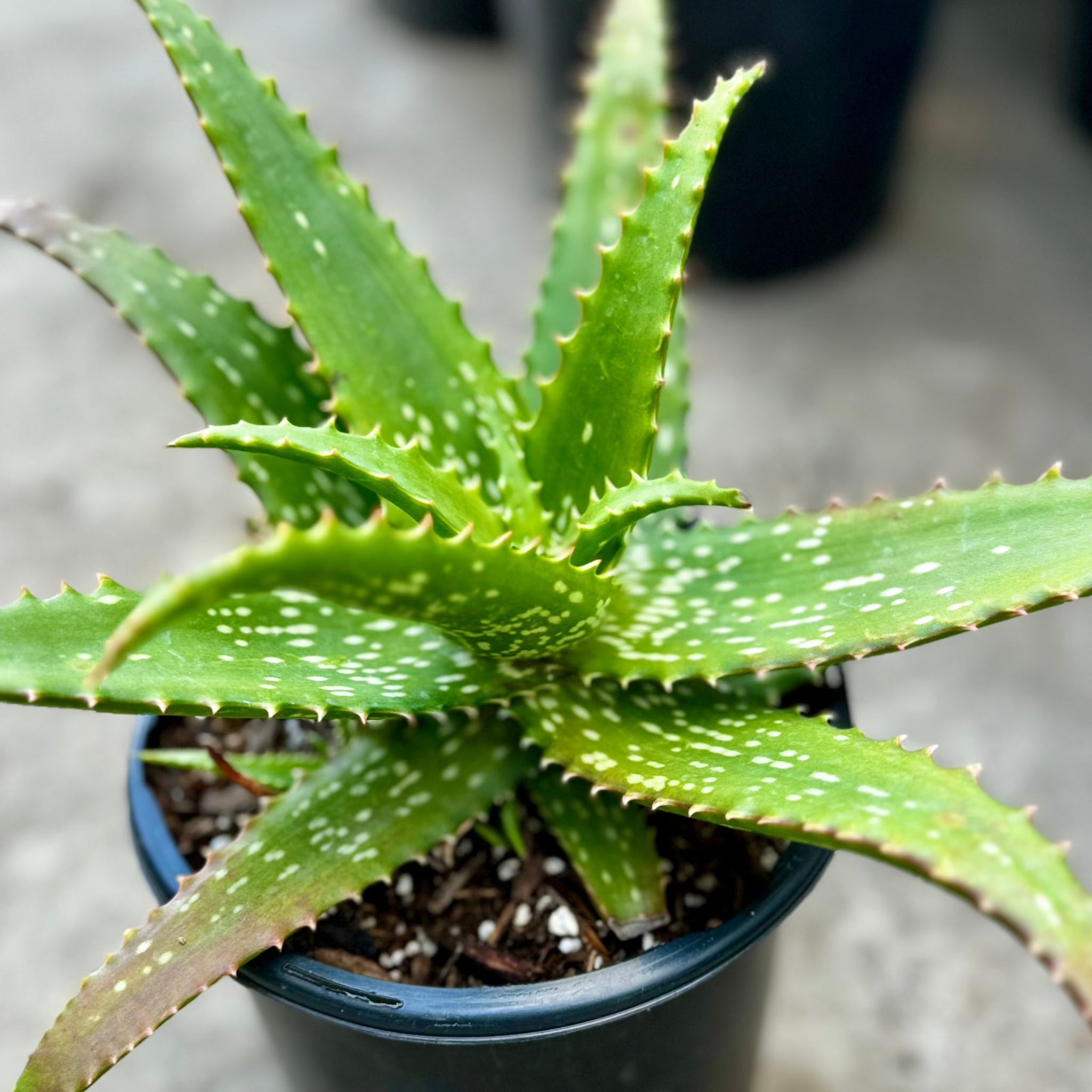 Cynthia Giddy Aloe