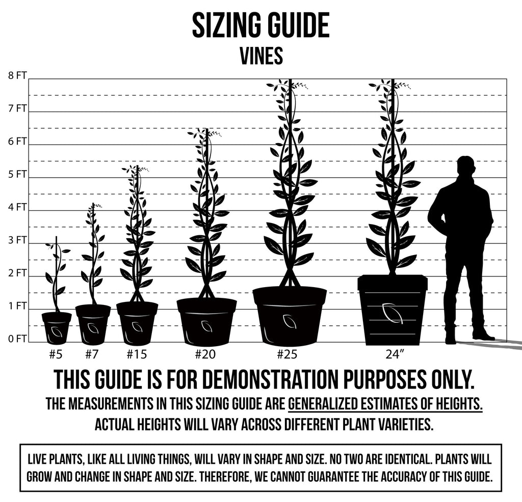 Plant Sizing Guide | C&J Gardening Center