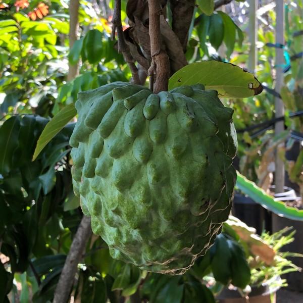 Atemoya Annona C J Gardening Center