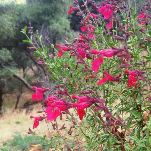 autumn sage flower