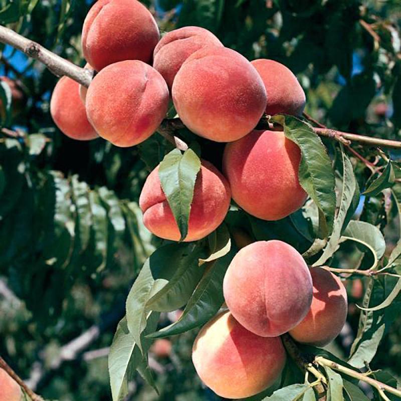 Babcock Peach Trees for Sale – C&J Gardening Center