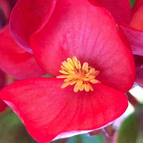 Begonia Dragon Wing Red | C&J Gardening Center