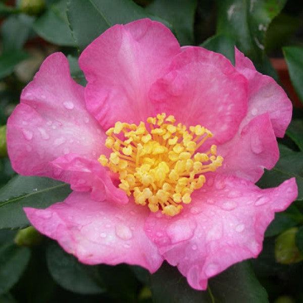 Pink Shade Cleopatra Camellia | C&J Gardening Center