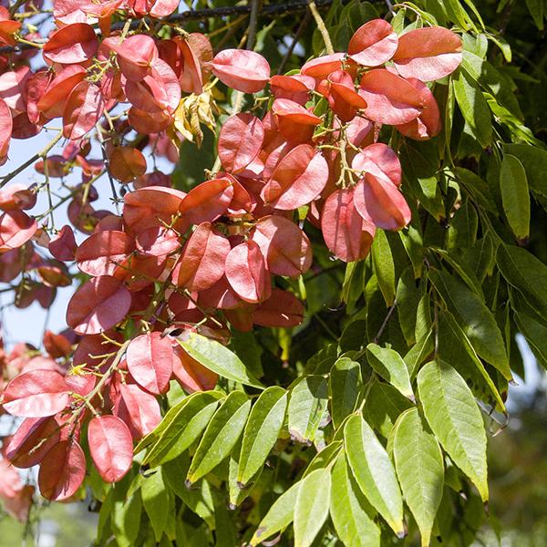 chinese flame tree for sale