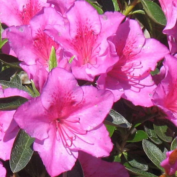 Purple Shade Azalea | C&J Gardening Center