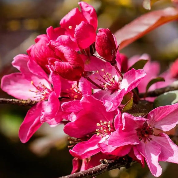Robinson Flowering Crabapple | C&J Gardening Center