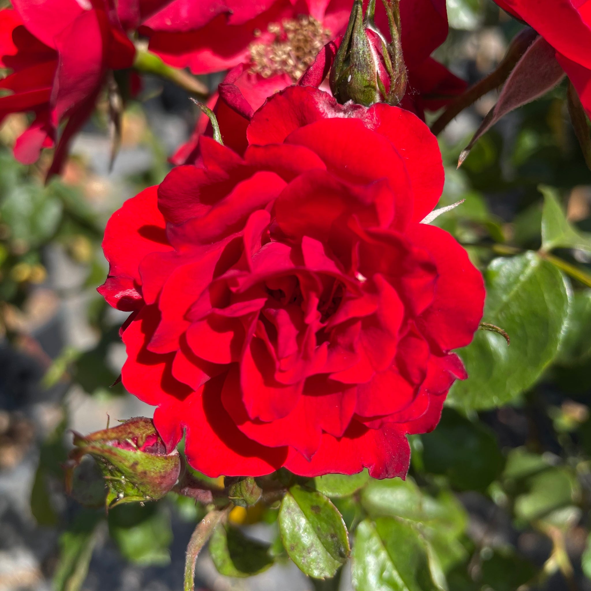 Red Iceberg Rose Tree | C&J Gardening Center