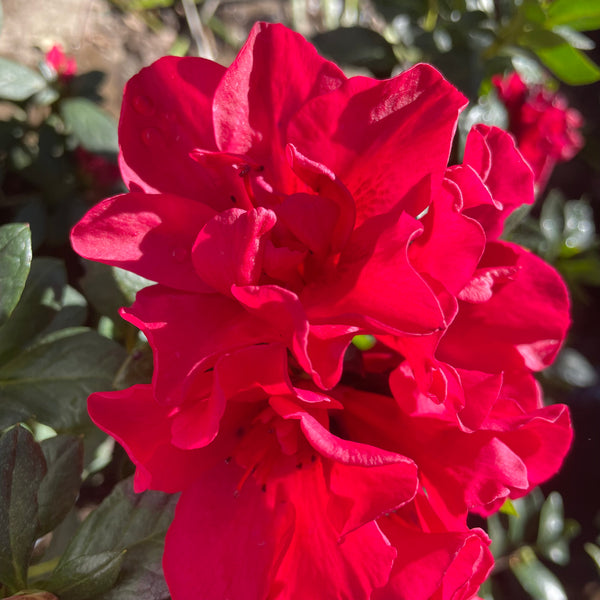 Red Shade Azalea | C&J Gardening Center