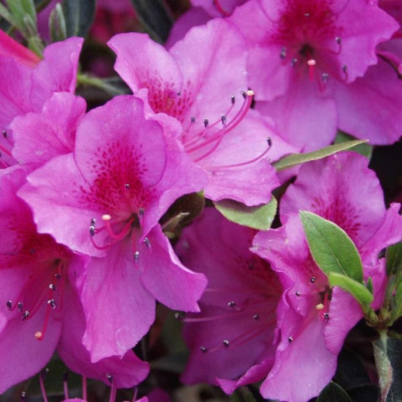 Purple Shade Azalea Patio Tree | C&J Gardening Center